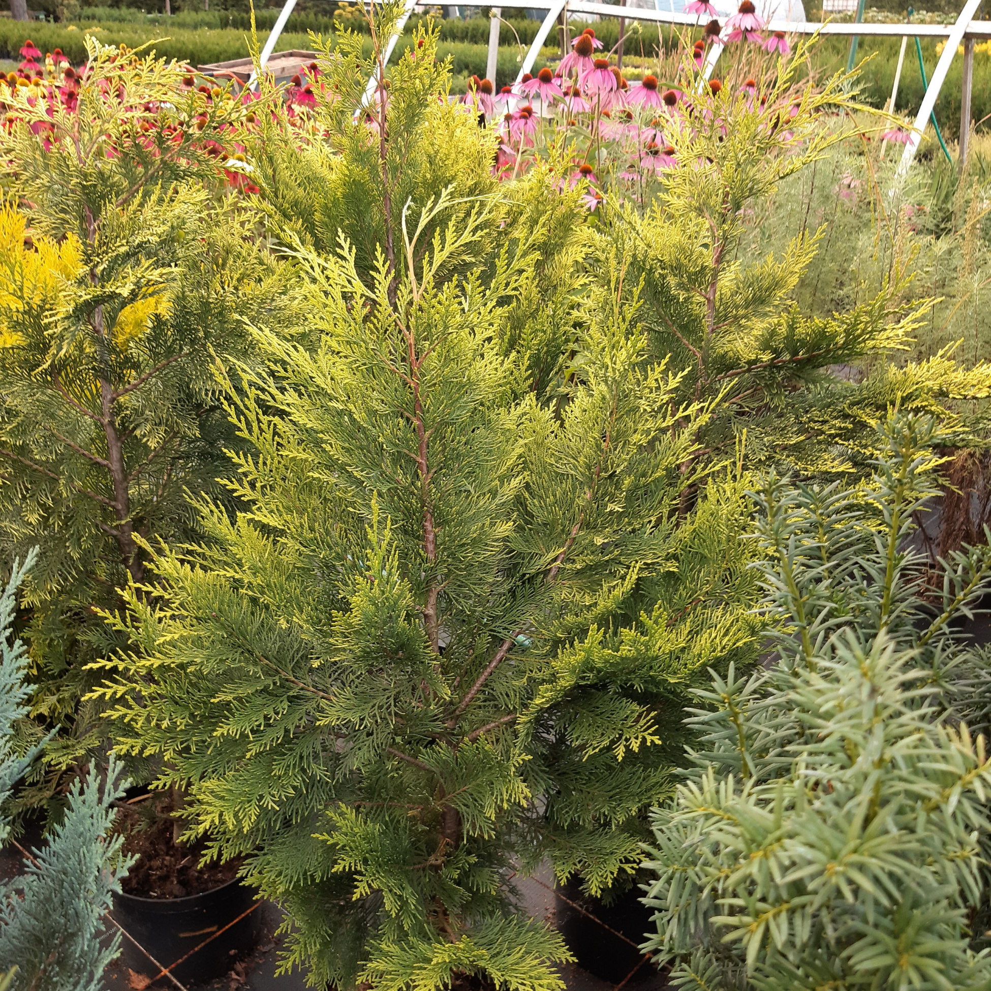 Puskiparisis Lausono (Chamaecyparis Lawsoniana) „Alumigold“