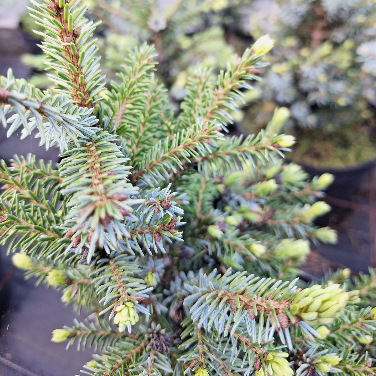 Eglė serbinė (Picea Omorika) „Nana“ - Image 2