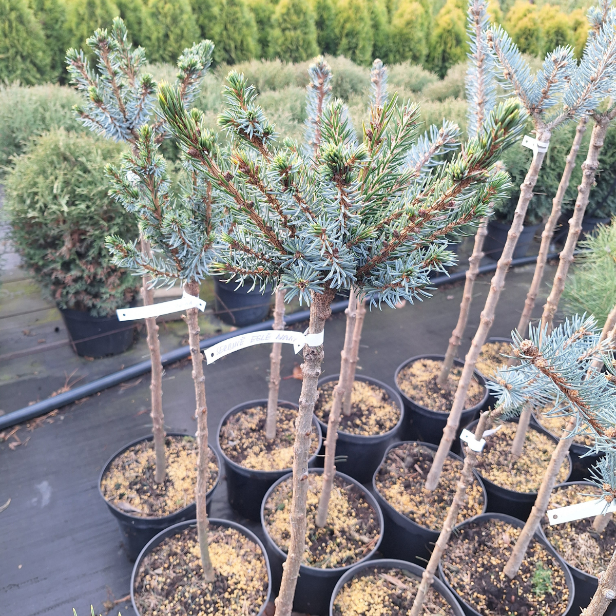 Eglė serbinė (Picea Omorika) „Nana“ kamieninė forma - Image 2