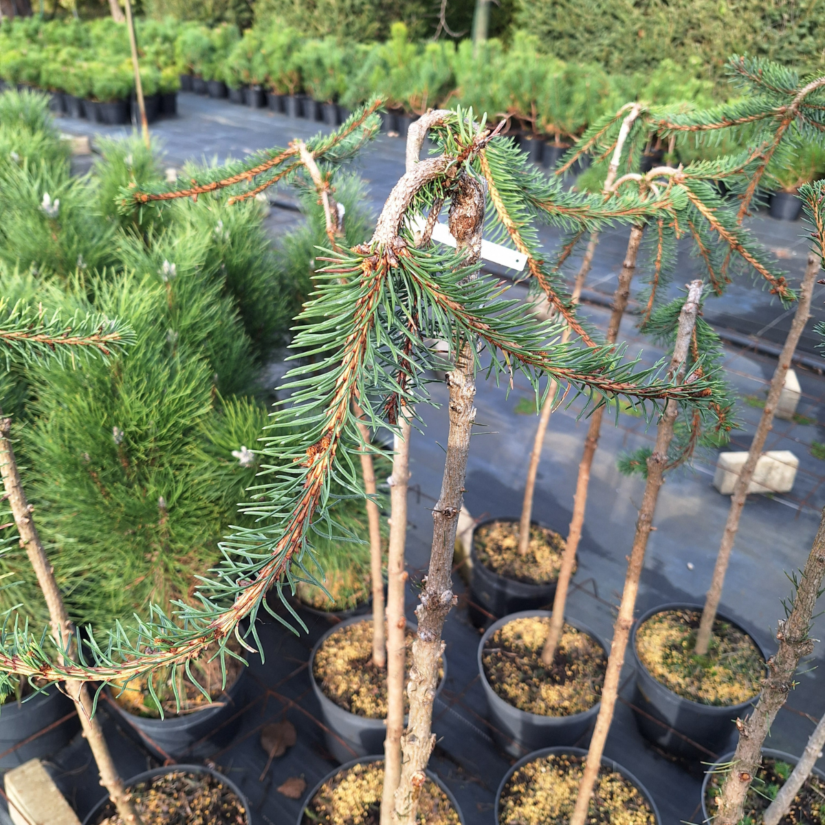 Eglė paprastoji (Picea Abies) „Inversa“ kamieninė forma - Image 2