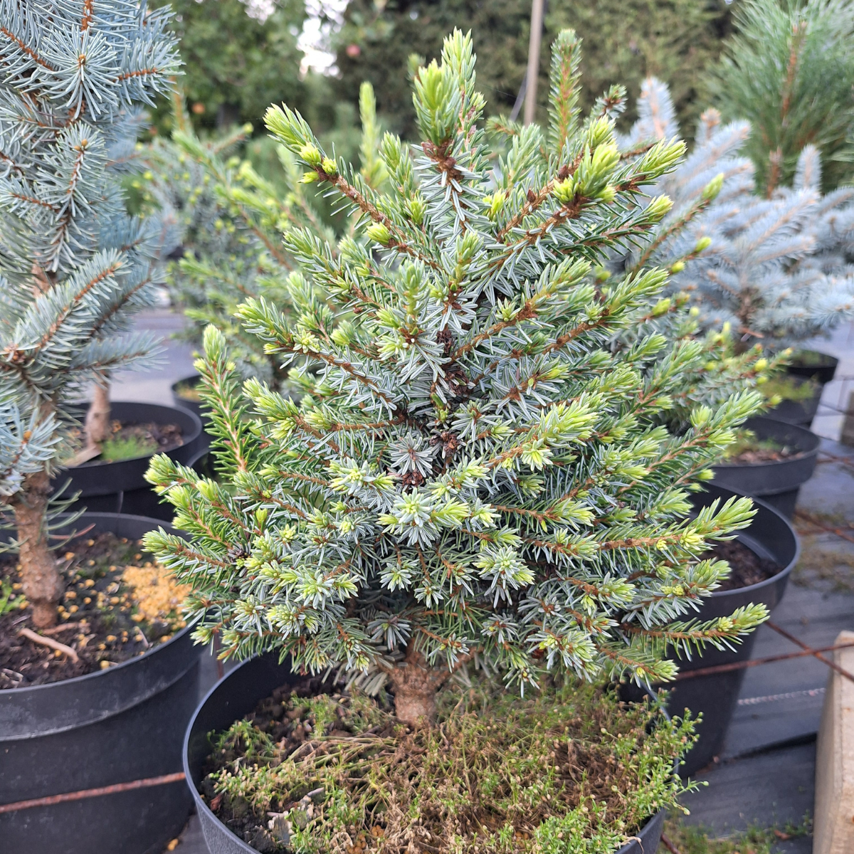 Eglė serbinė (Picea Omorika) „Nana“ - Image 3