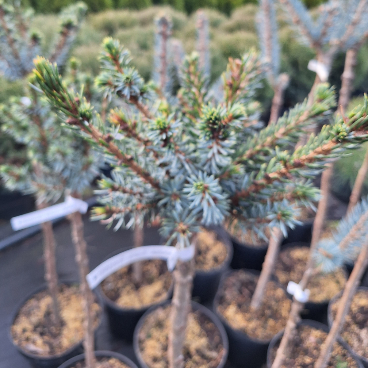 Eglė serbinė (Picea Omorika) „Nana“ kamieninė forma