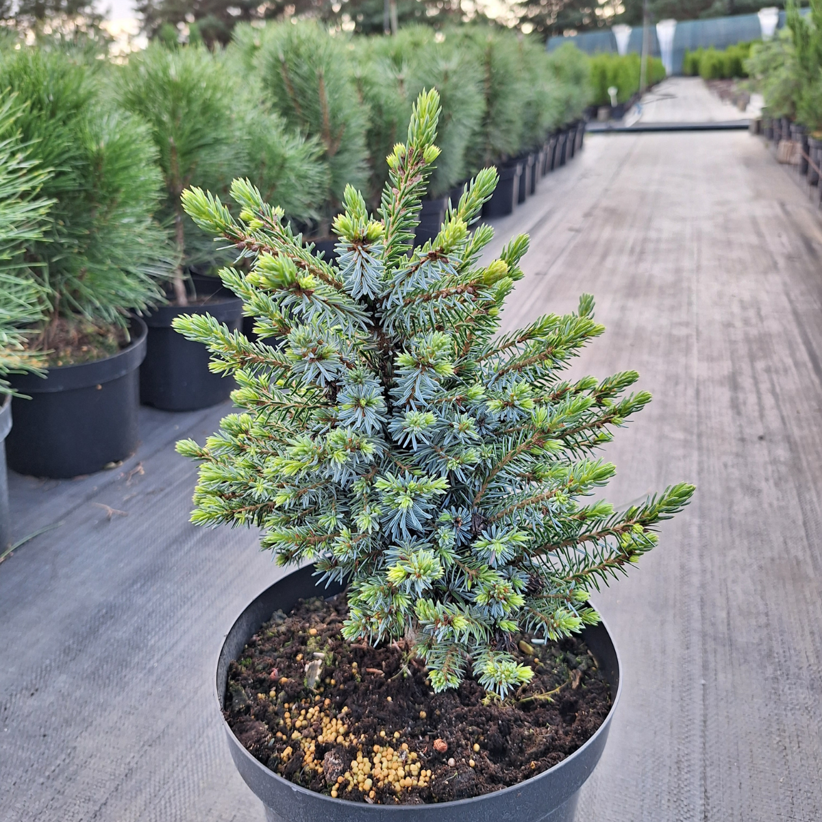 Eglė serbinė (Picea Omorika) „Nana“