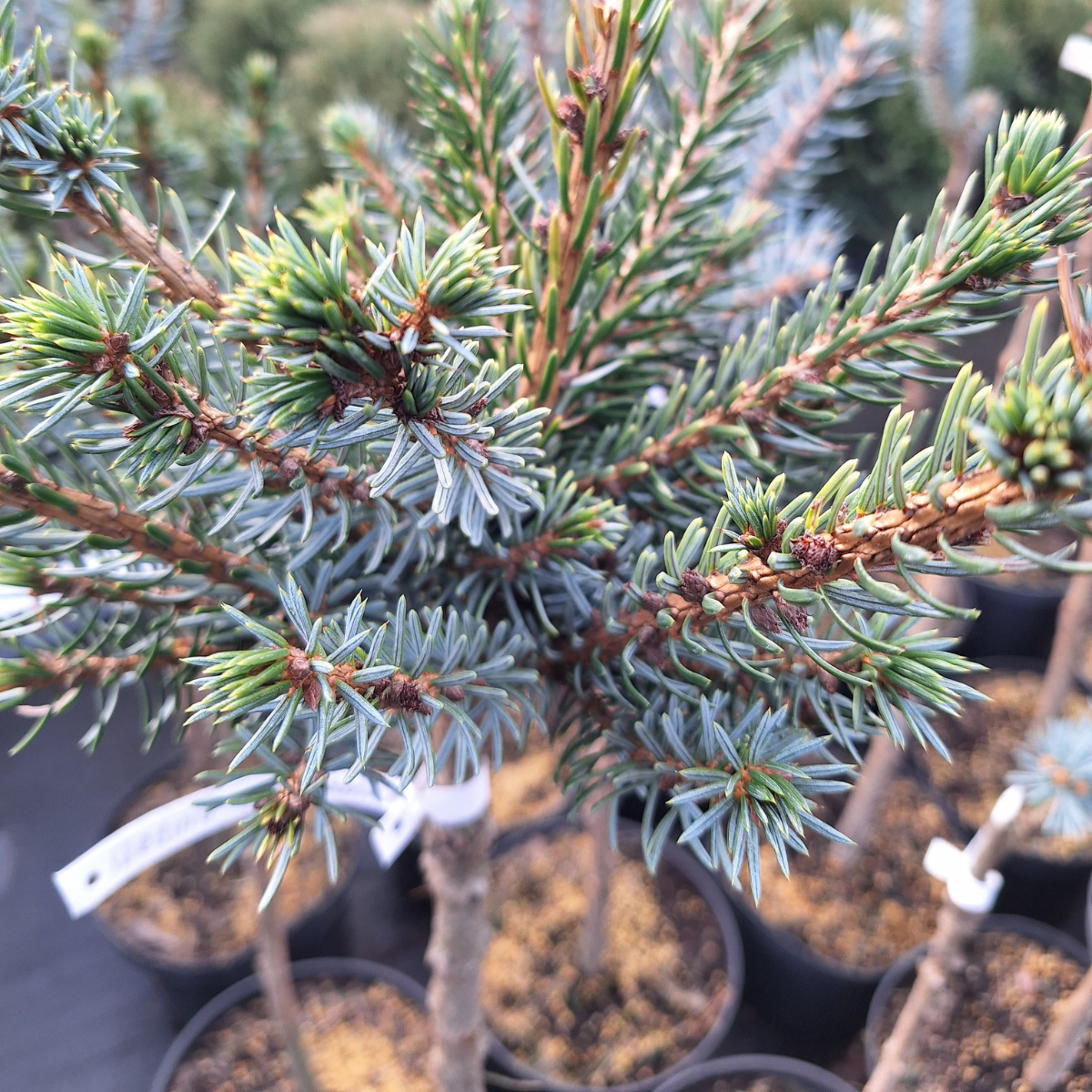 Eglė serbinė (Picea Omorika) „Nana“ kamieninė forma - Image 3