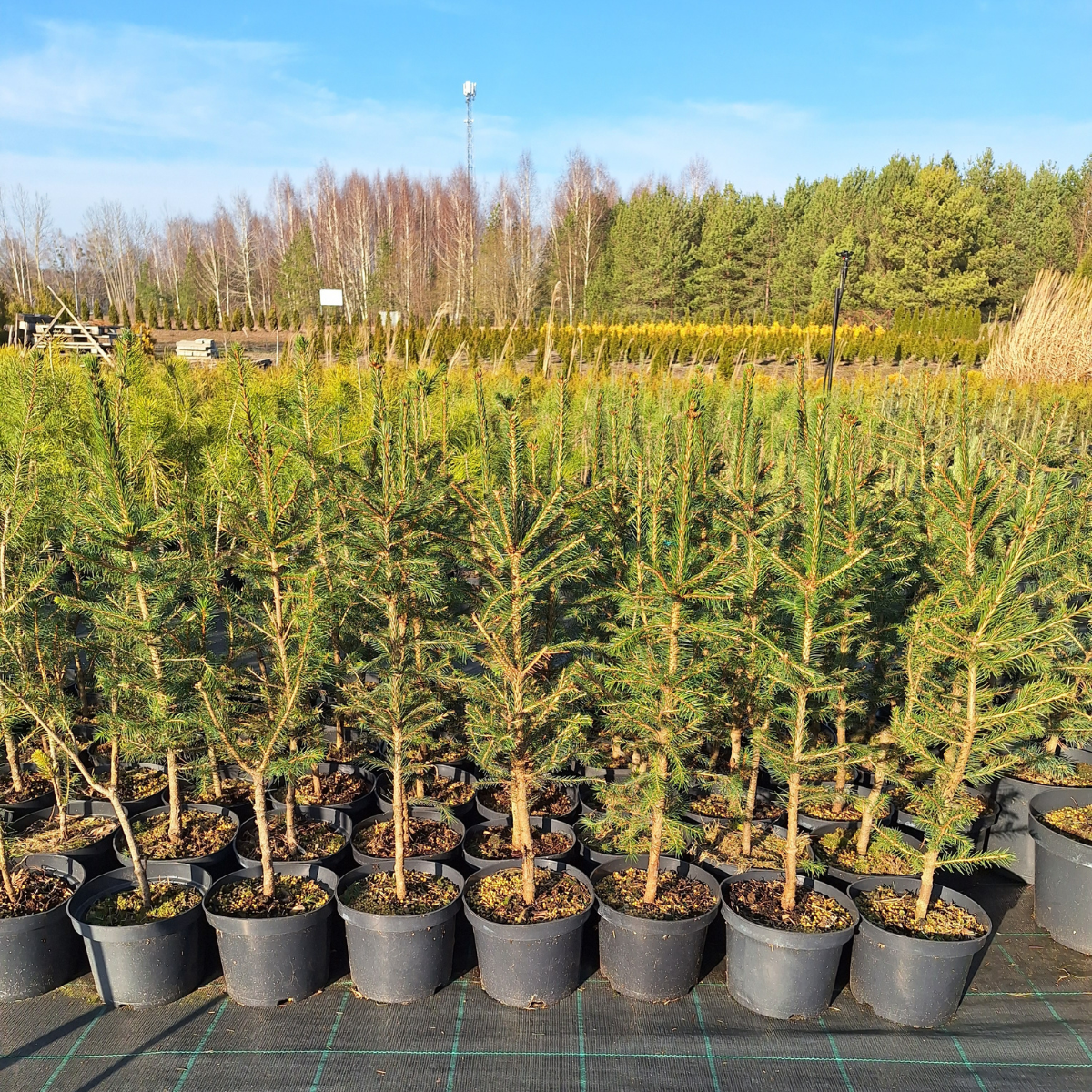 Eglė paprastoji (Picea Abies)