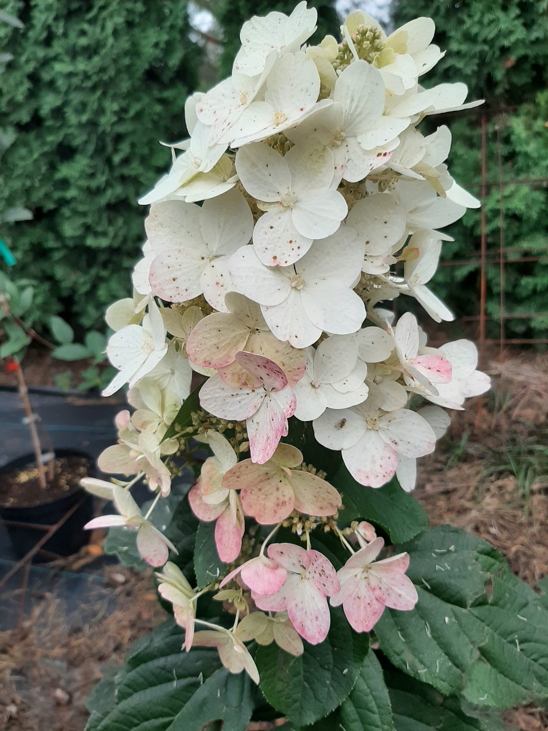 Hortenzija šluotelinė (Hydrangea Paniculata) „Magical Fire“