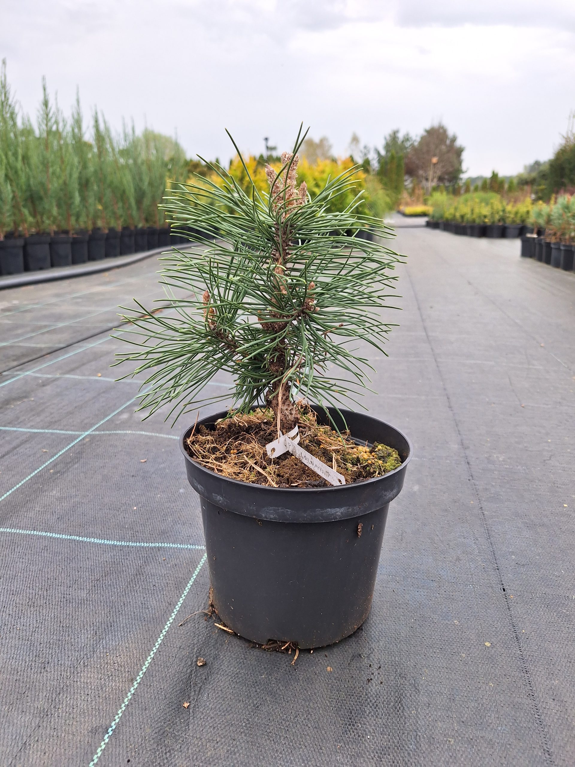 Pušis kalninė (Pinus Mugo) „Columbo“