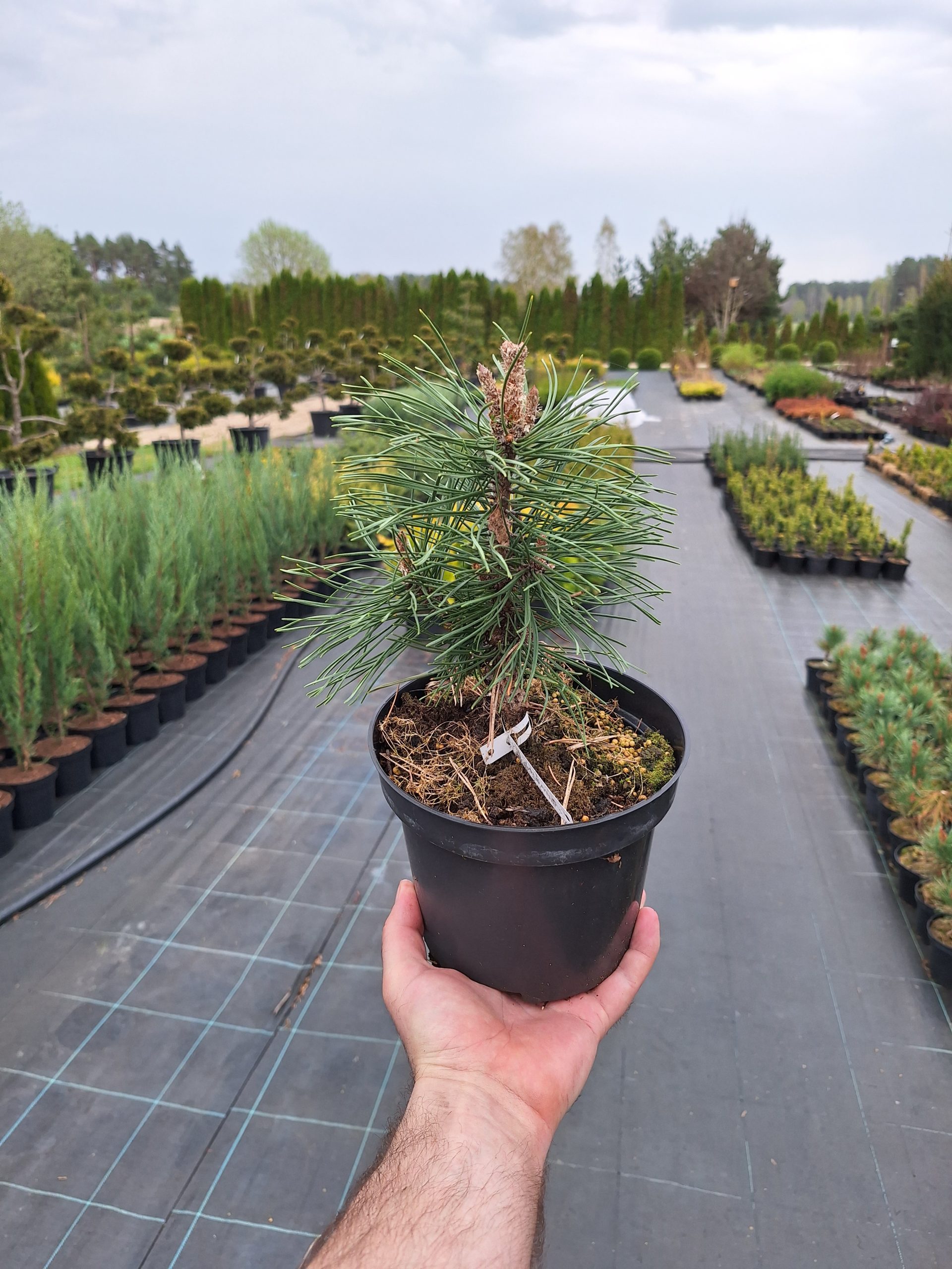 Pušis kalninė (Pinus Mugo) „Columbo“ - Image 3