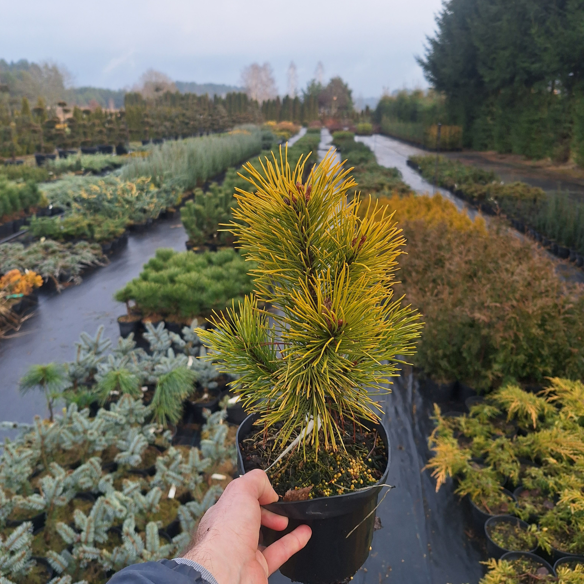 Pušis kalninė (Pinus Mugo) „Wintergold“