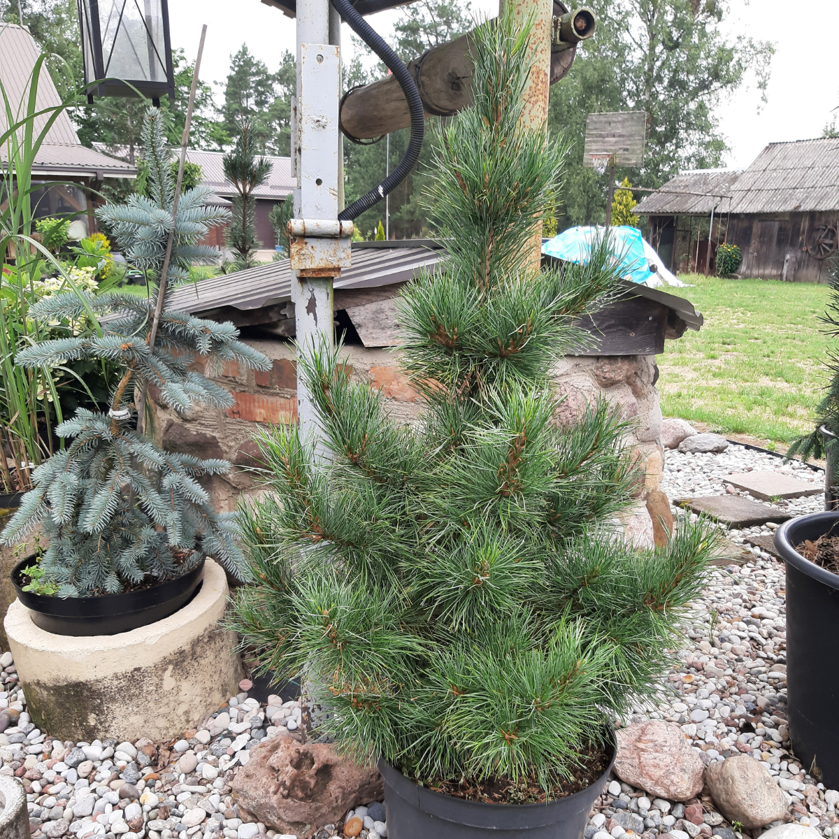 Pušis kedrinė (Pinus Cembra)