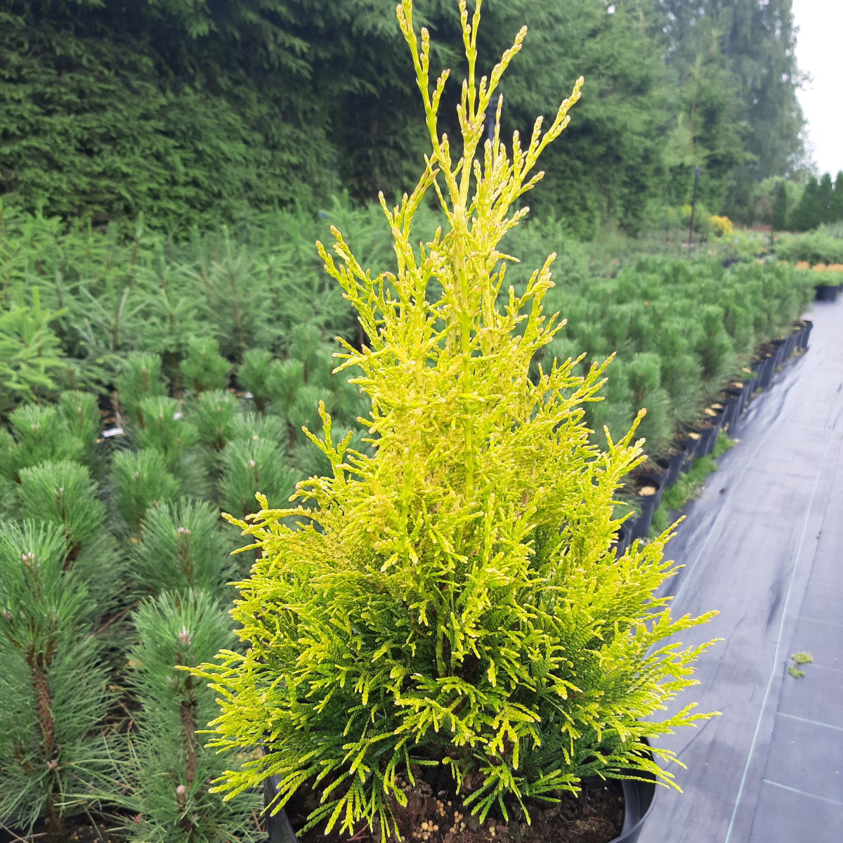 Tuja didžioji (Thuja Plicata) „Goldy4ever“ - Image 2