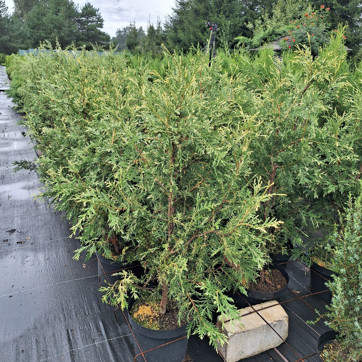 Tuja vakarinė (Thuja Occidentalis) „Alba“ - Image 2