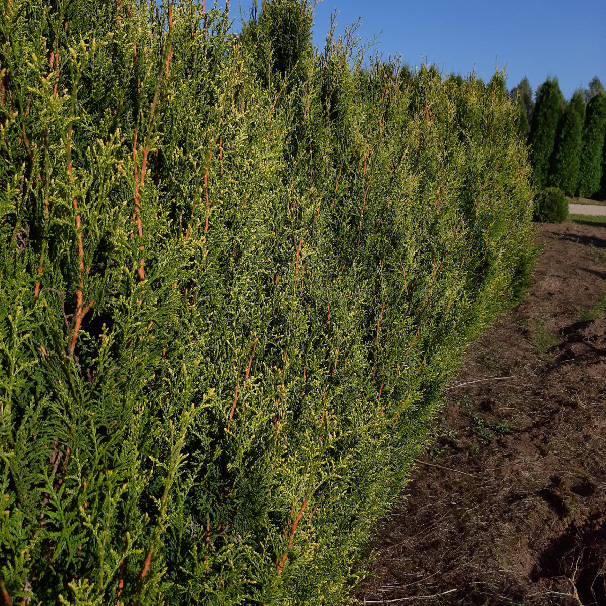 Tuja vakarinė (Thuja Occidentalis) „Aureospicata“ - Image 2