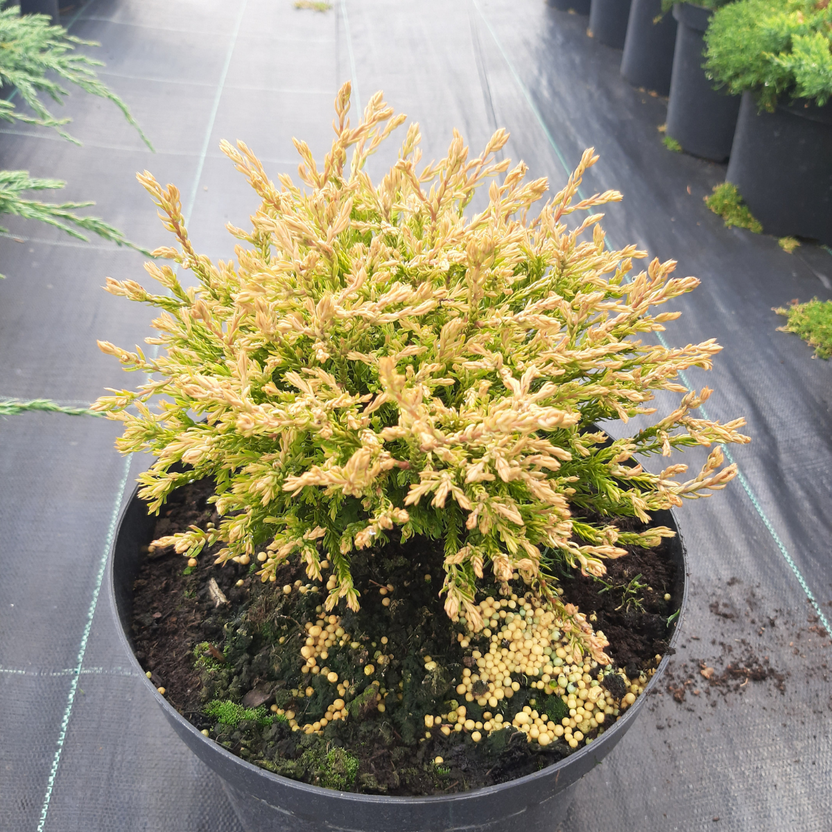 Tuja vakarinė (Thuja Occidentalis) „Golden Tuffet“ - Image 2