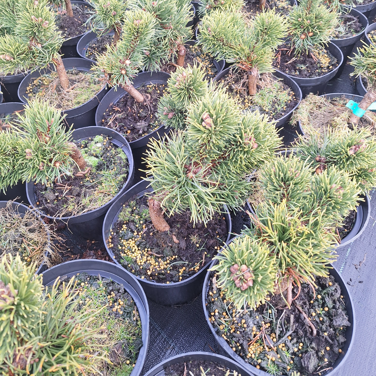 Pušis kalninė (Pinus Mugo) „Jacobsen“ - Image 2