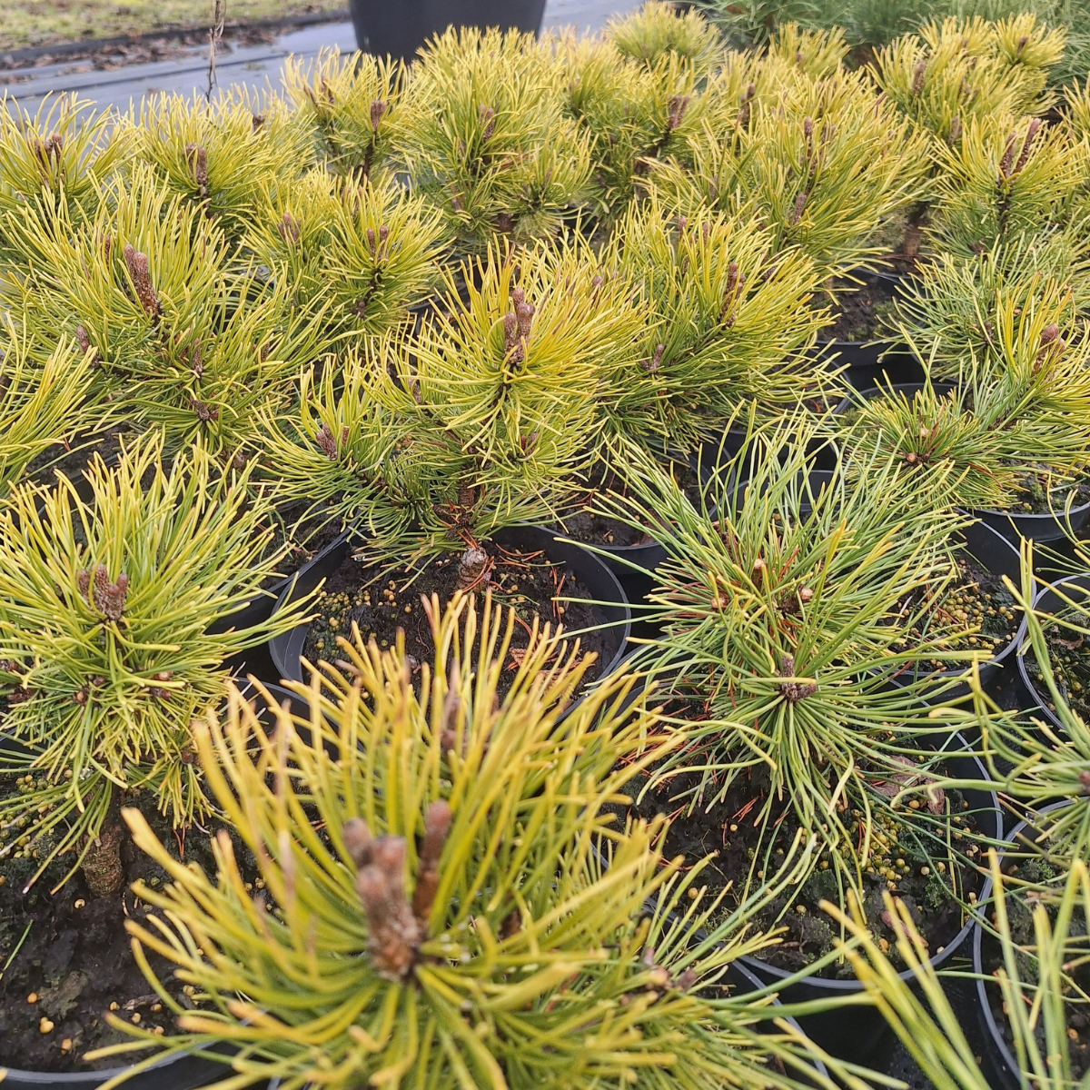 Pušis kalninė (Pinus Mugo) „Ophir“ - Image 2