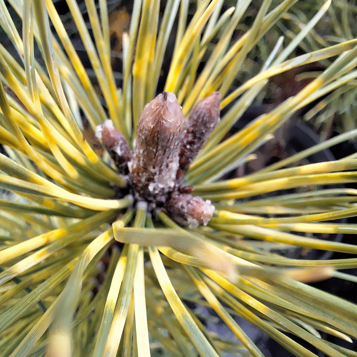 Pušis kalninė (Pinus Mugo) „Sunshine“