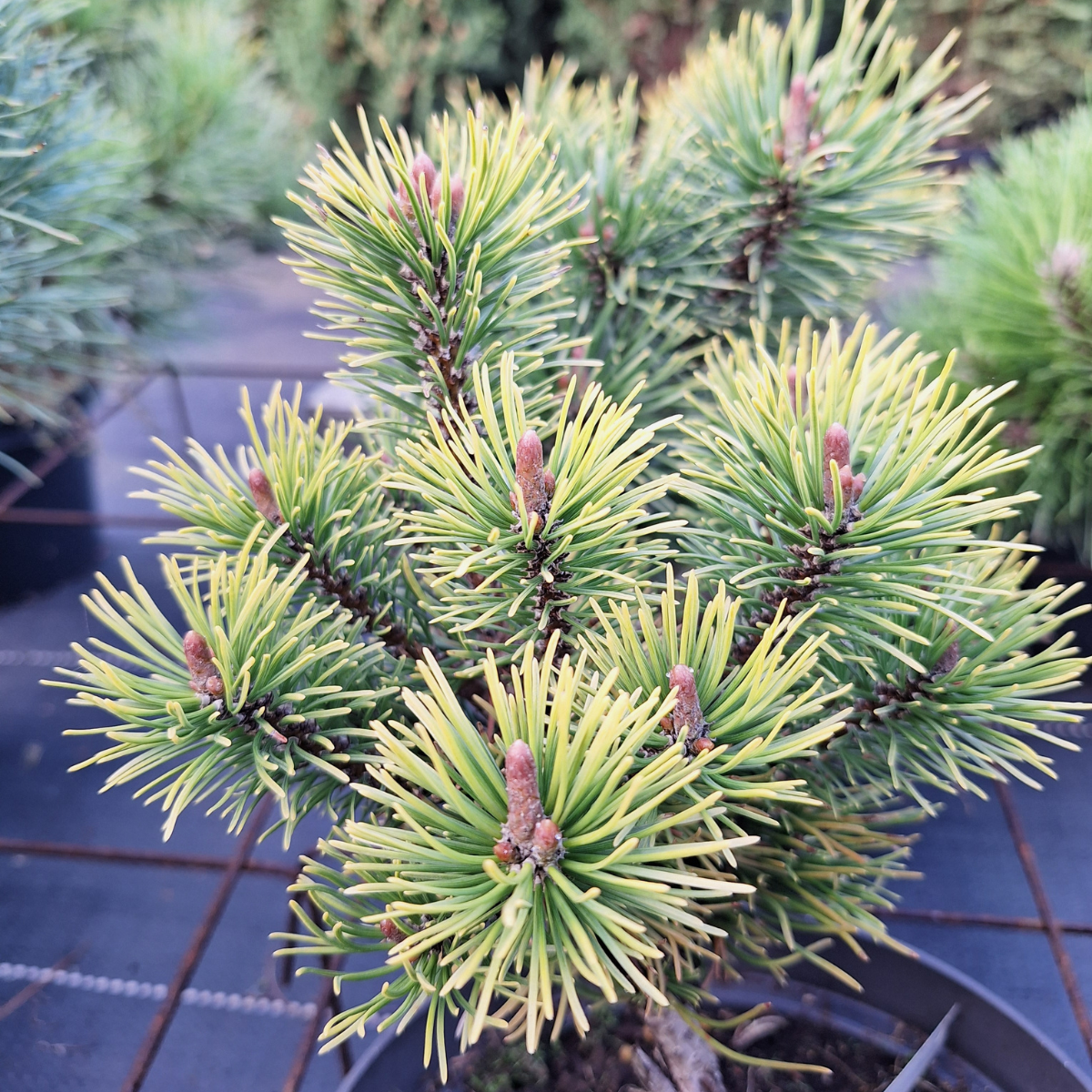 Pušis kalninė (Pinus Mugo) „Ophir“