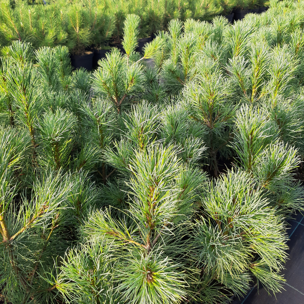 Pušis kedrinė (Pinus Cembra) - Image 3