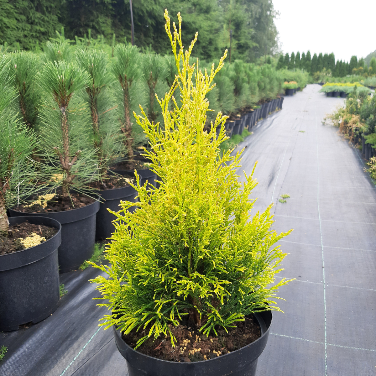 Tuja didžioji (Thuja Plicata) „Goldy4ever“