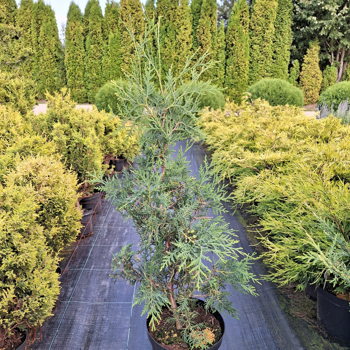 Tuja vakarinė (Thuja Occidentalis) „Alba“ - Image 3