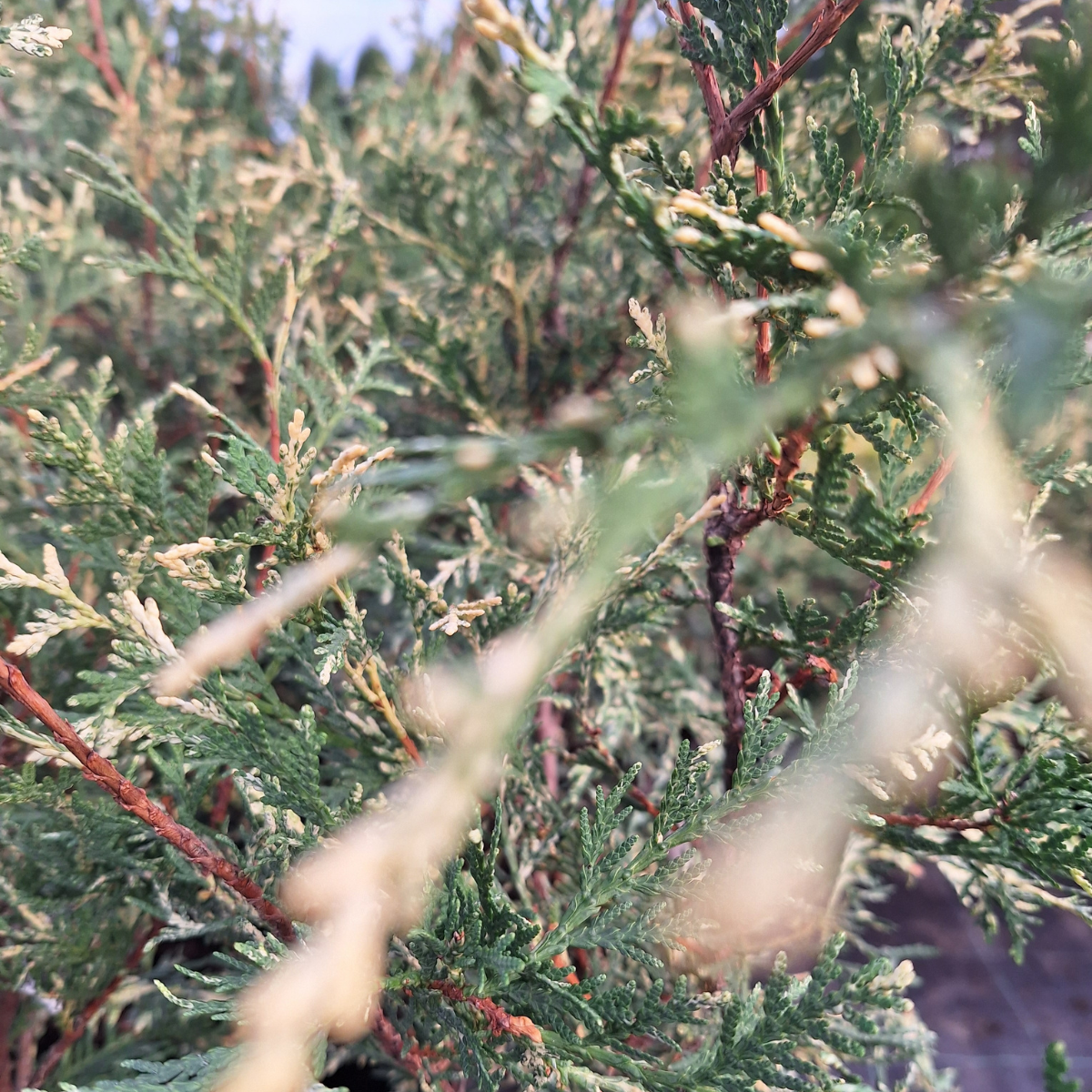Tuja vakarinė (Thuja Occidentalis) „Alba“