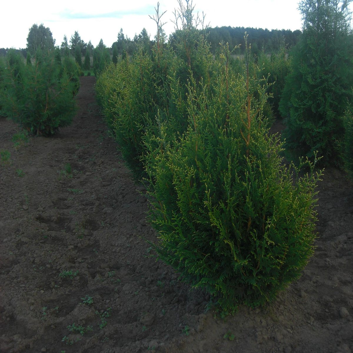 Tuja vakarinė (Thuja Occidentalis) „Aureospicata“ - Image 3