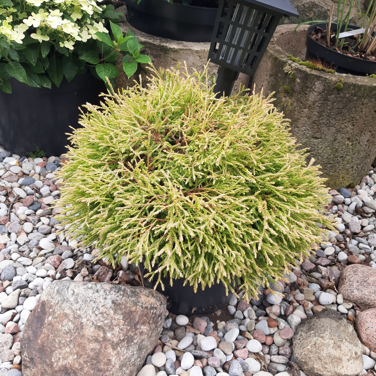 Tuja vakarinė (Thuja Occidentalis) „Golden Tuffet“