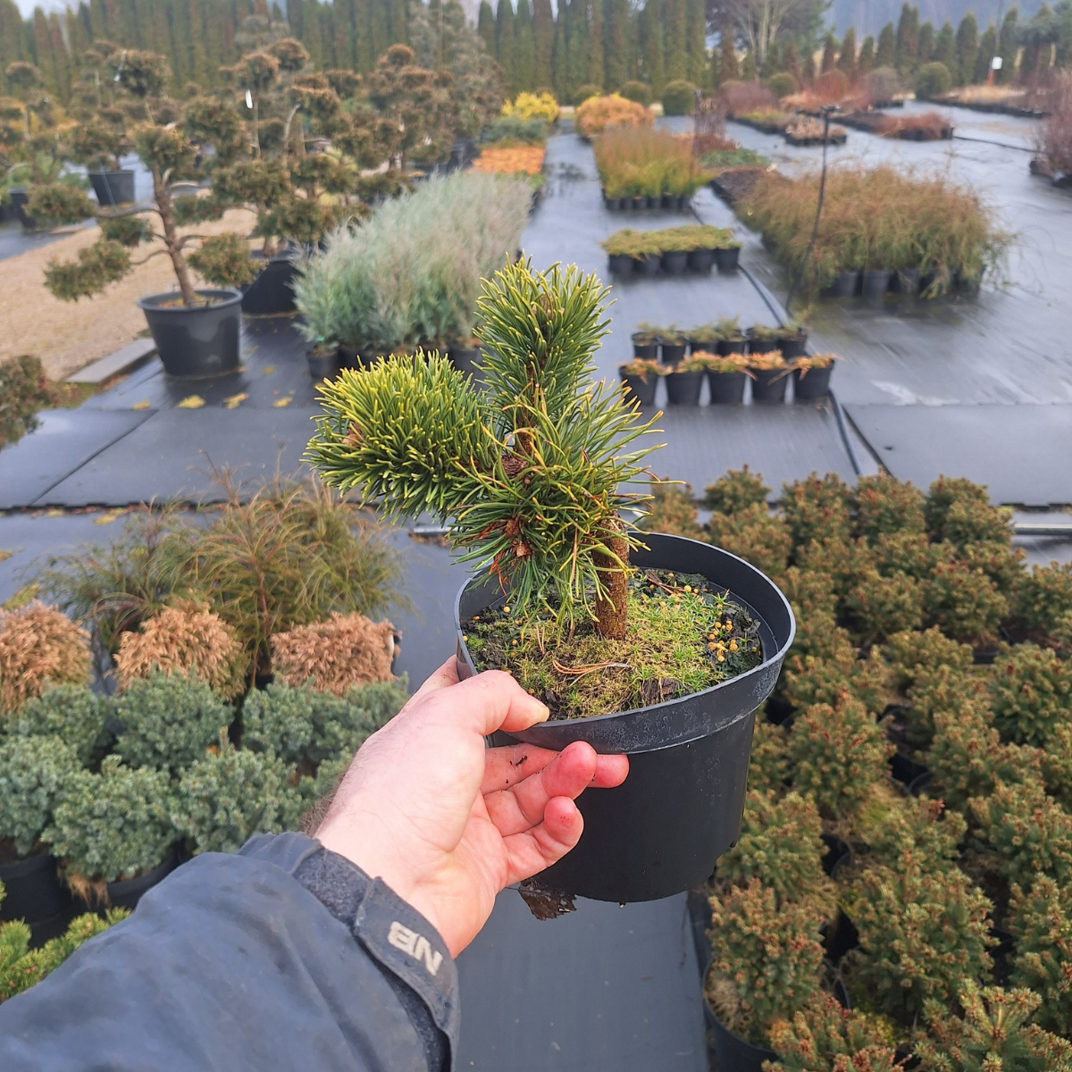 Pušis kalninė (Pinus Mugo) „Jacobsen“ - Image 3