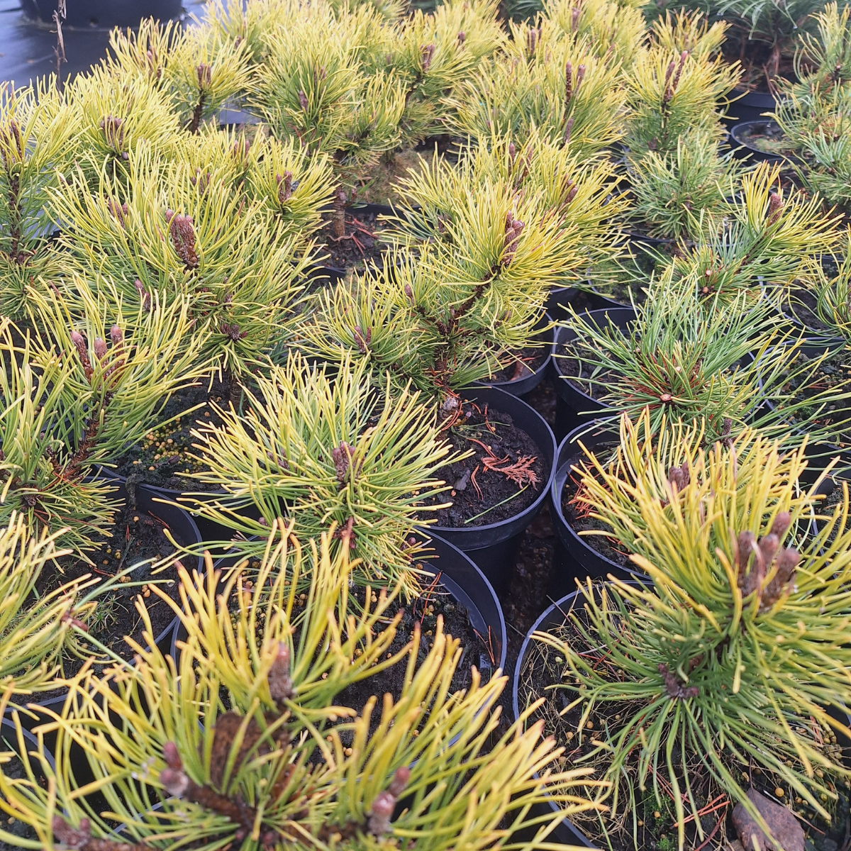 Pušis kalninė (Pinus Mugo) „Ophir“ - Image 3