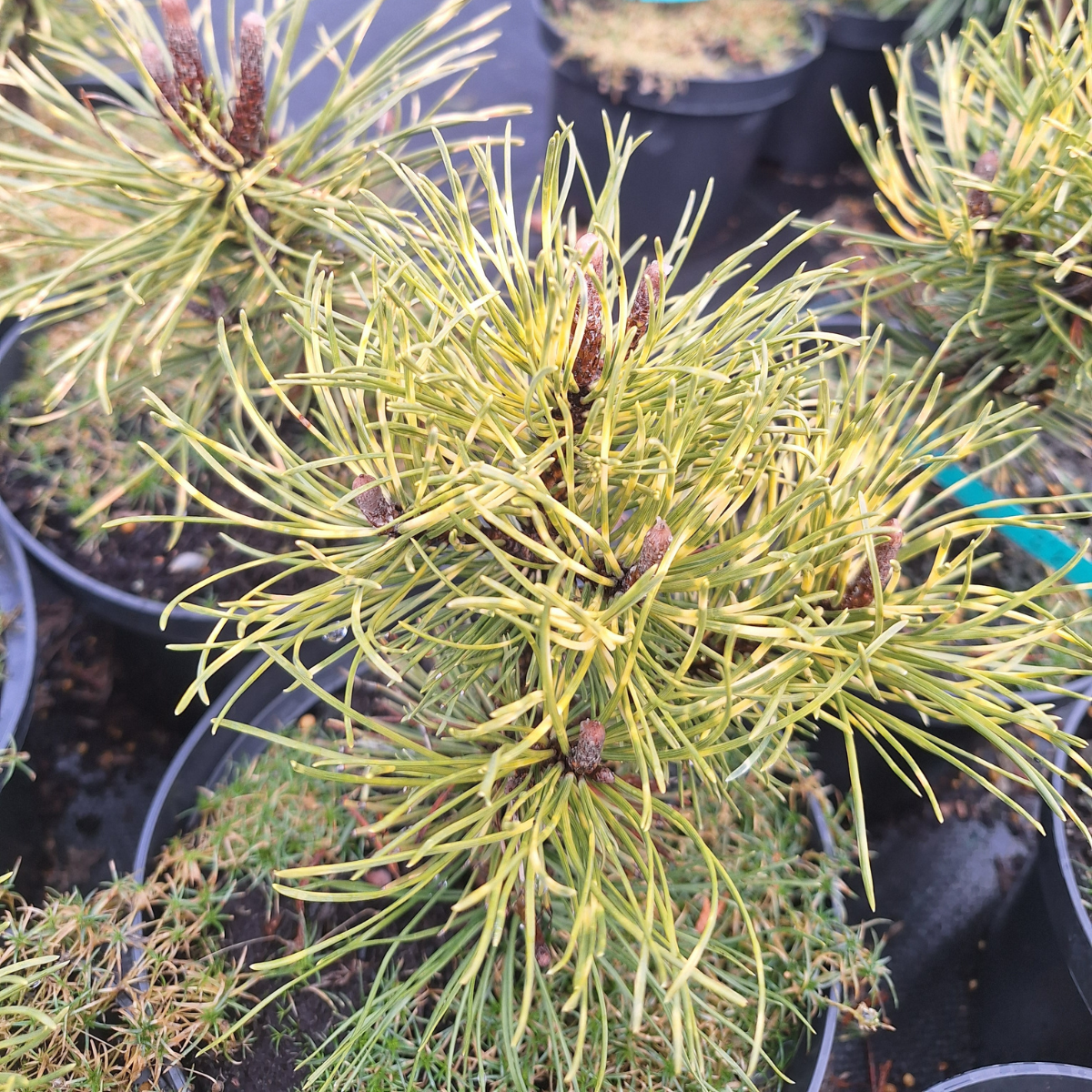 Pušis kalninė (Pinus Mugo) „Sunshine“ - Image 2