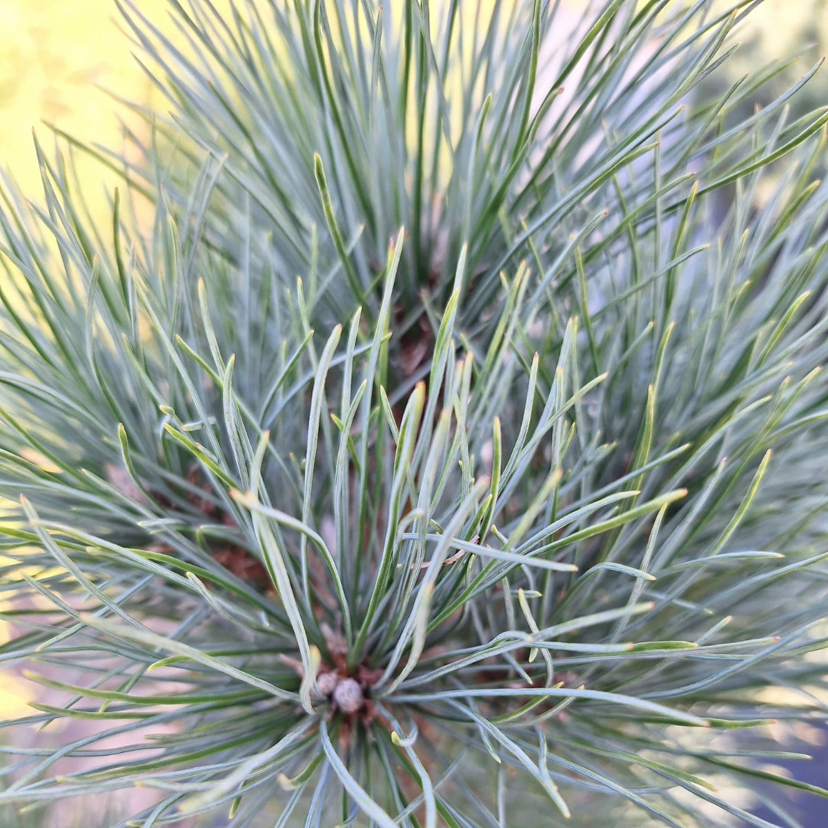 Pušis kedrinė (Pinus Cembra) - Image 2