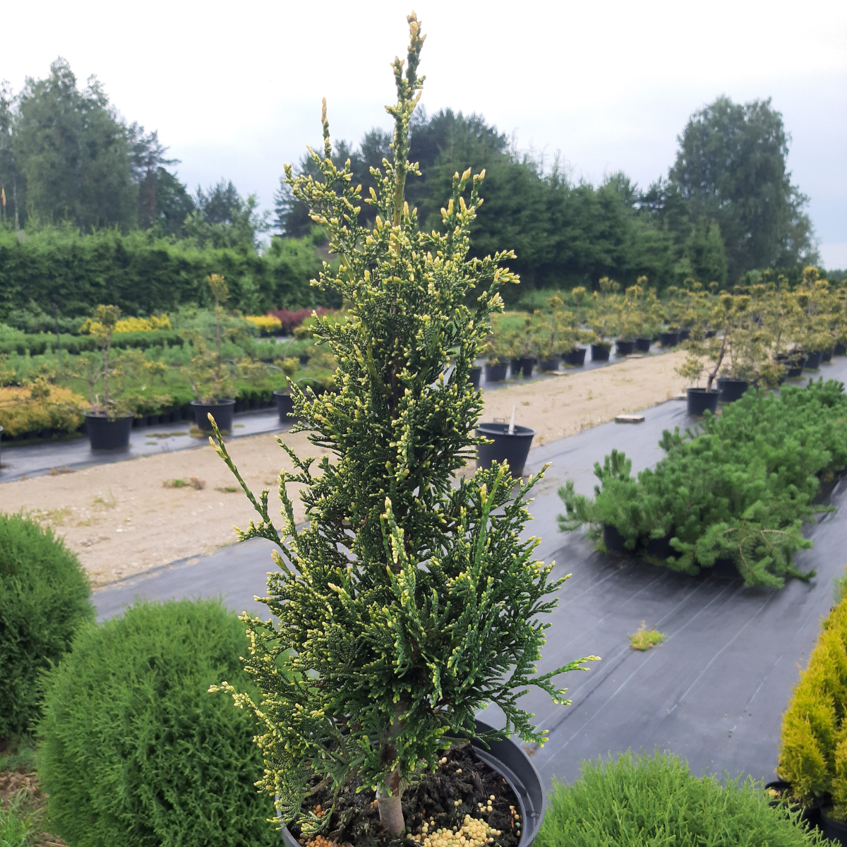 Tuja vakarinė (Thuja Occidentalis) „Aureospicata“