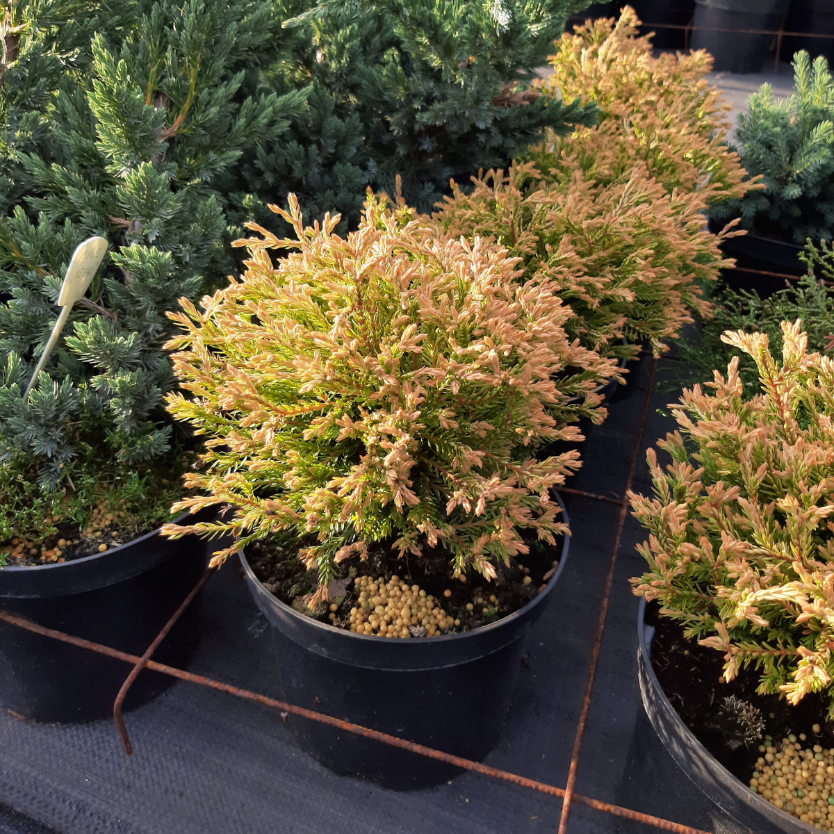 Tuja vakarinė (Thuja Occidentalis) „Golden Tuffet“ - Image 3