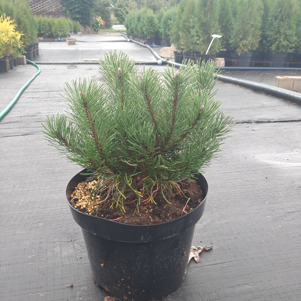Pušis kalninė (Pinus Mugo) „Pumilio“ - Image 4