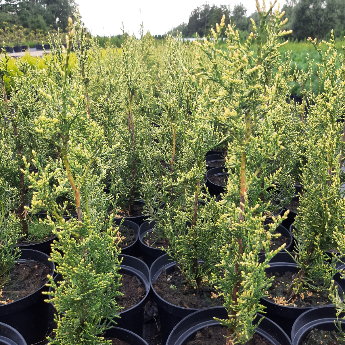Tuja vakarinė (Thuja Occidentalis) „Aureospicata“ - Image 4