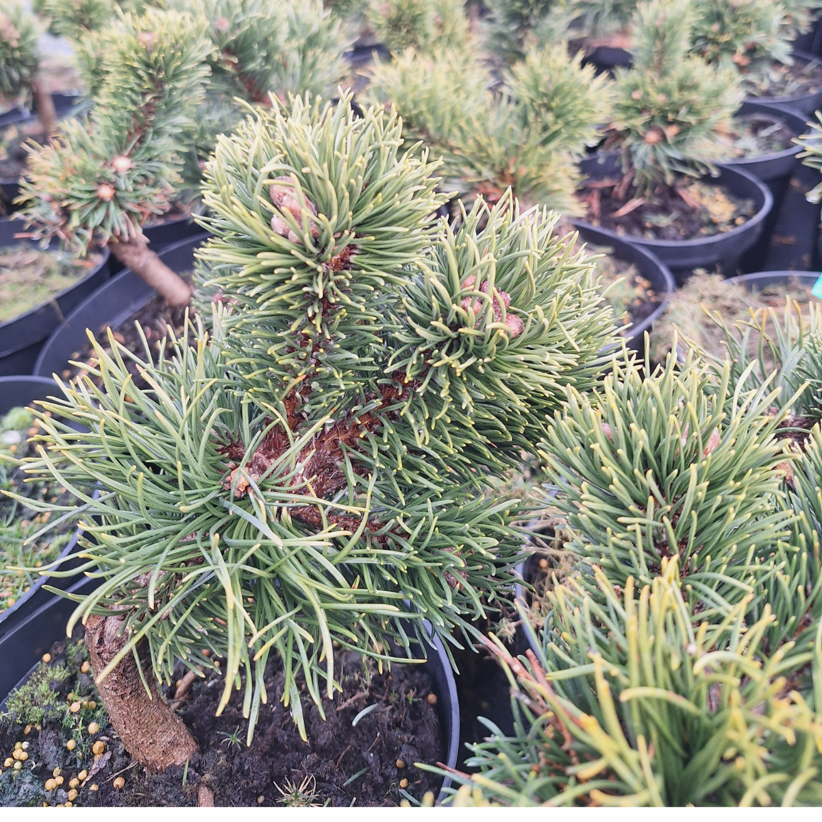 Pušis kalninė (Pinus Mugo) „Jacobsen“