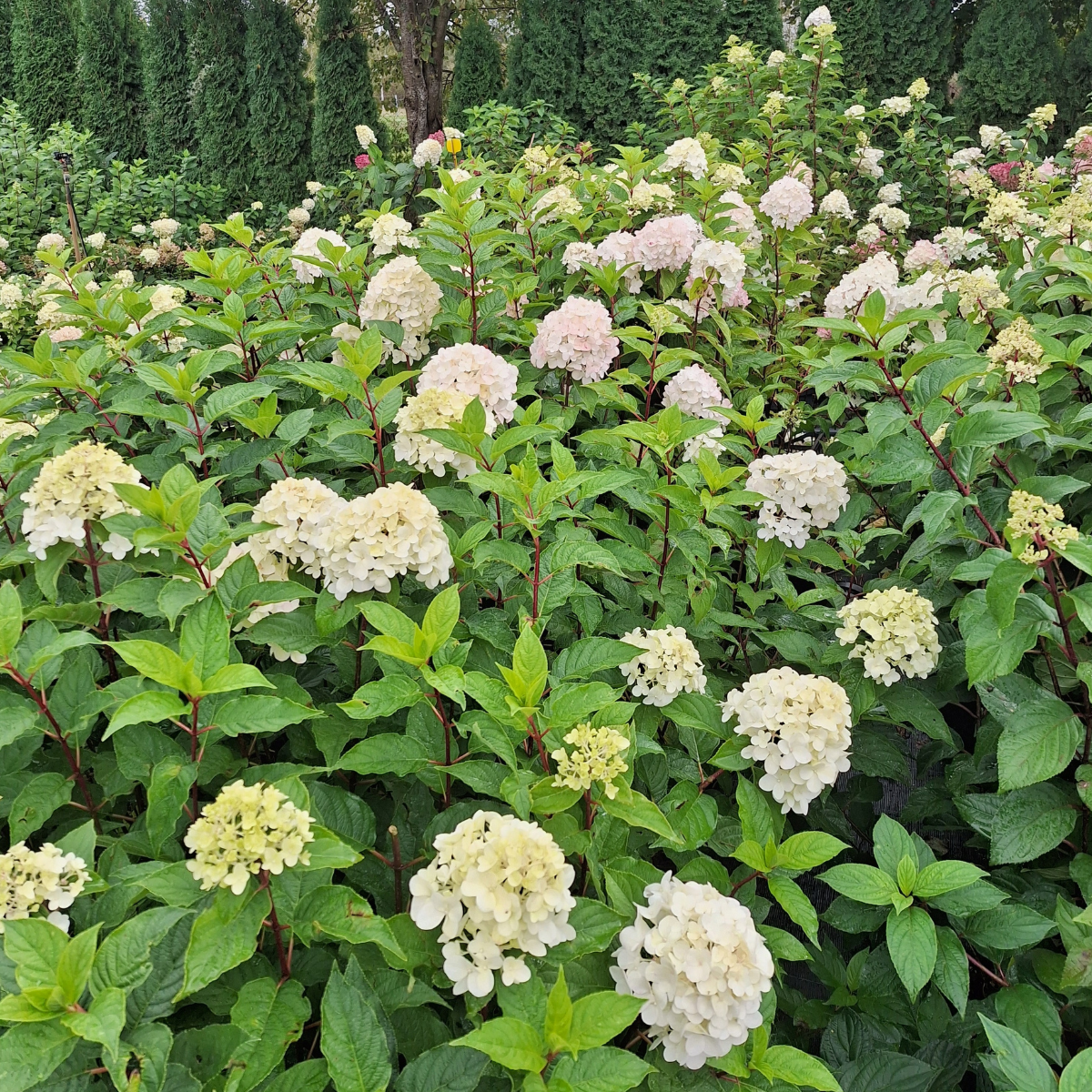 Hortenzija šluotelinė (Hydrangea Paniculata) „Living Pink and Rose“