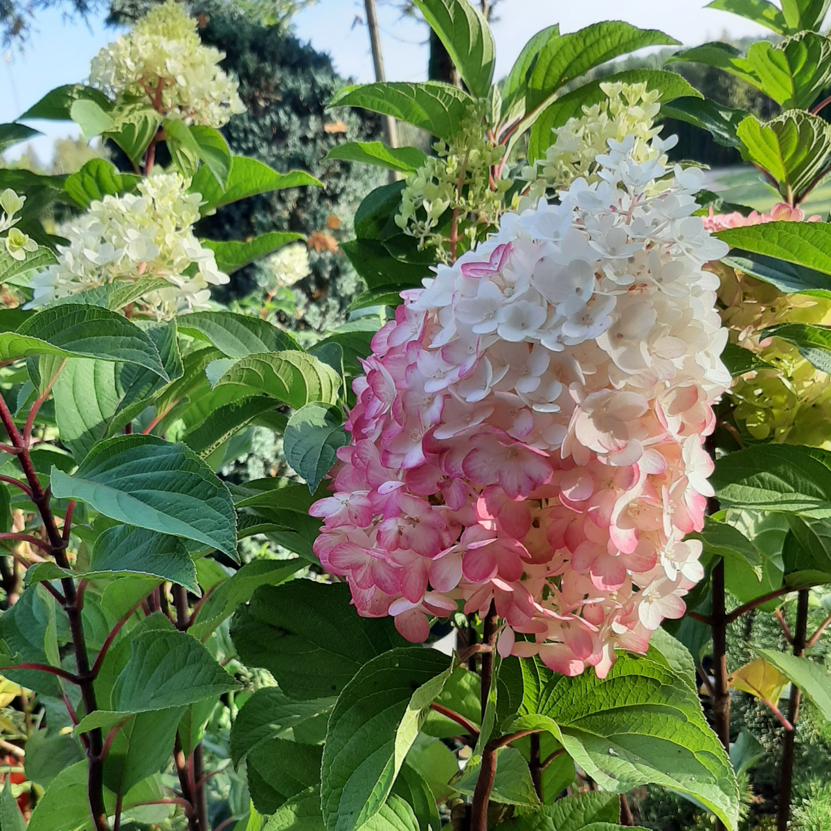 Hortenzija šluotelinė (Hydrangea Paniculata) „Living Red Velvet“