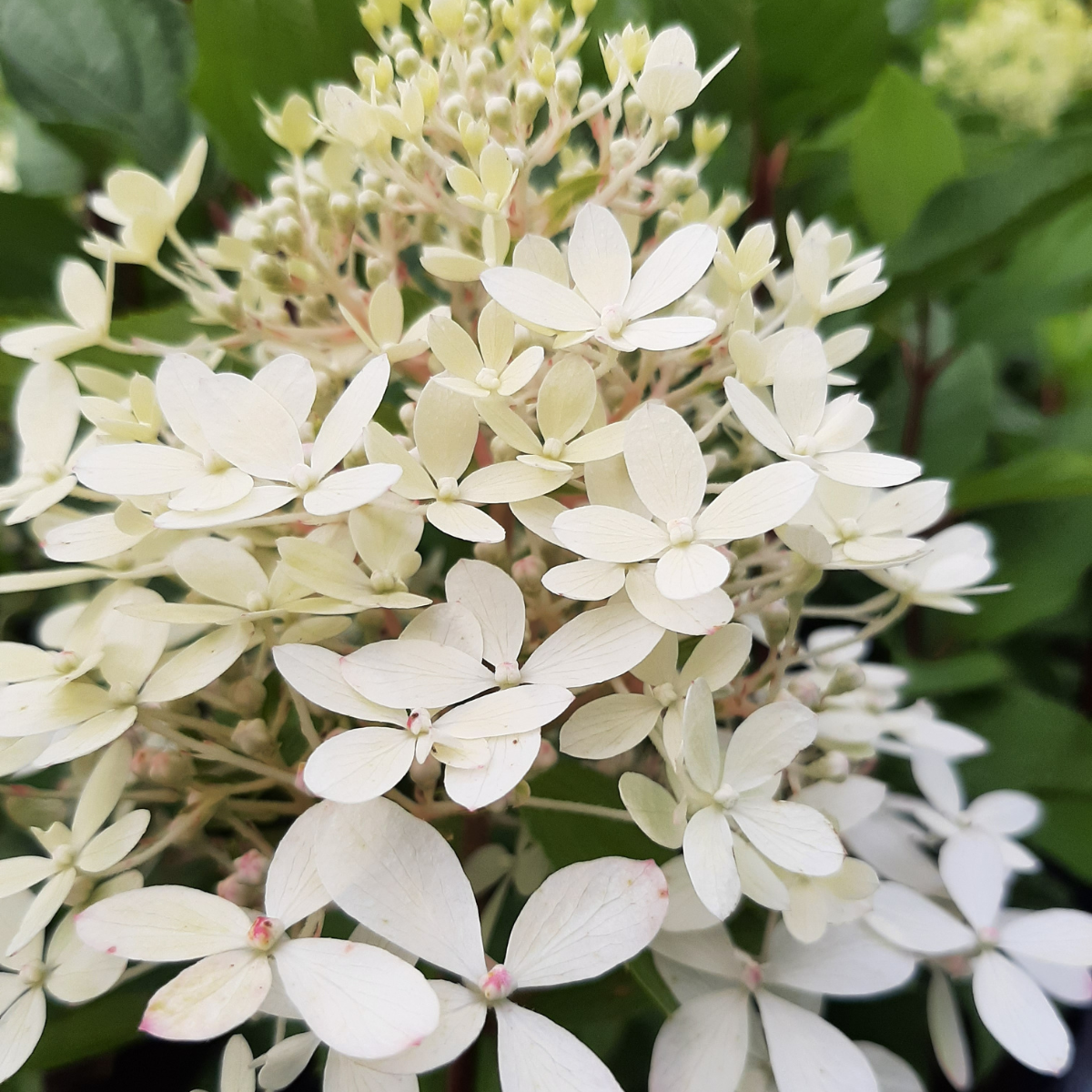 Hortenzija šluotelinė (Hydrangea Paniculata) „Living Royal Flower“ - Image 2