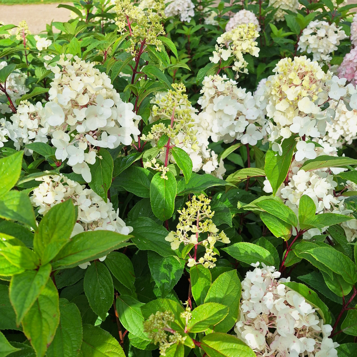 Hortenzija šluotelinė (Hydrangea Paniculata) „Living Strawberry Blossom“ - Image 2
