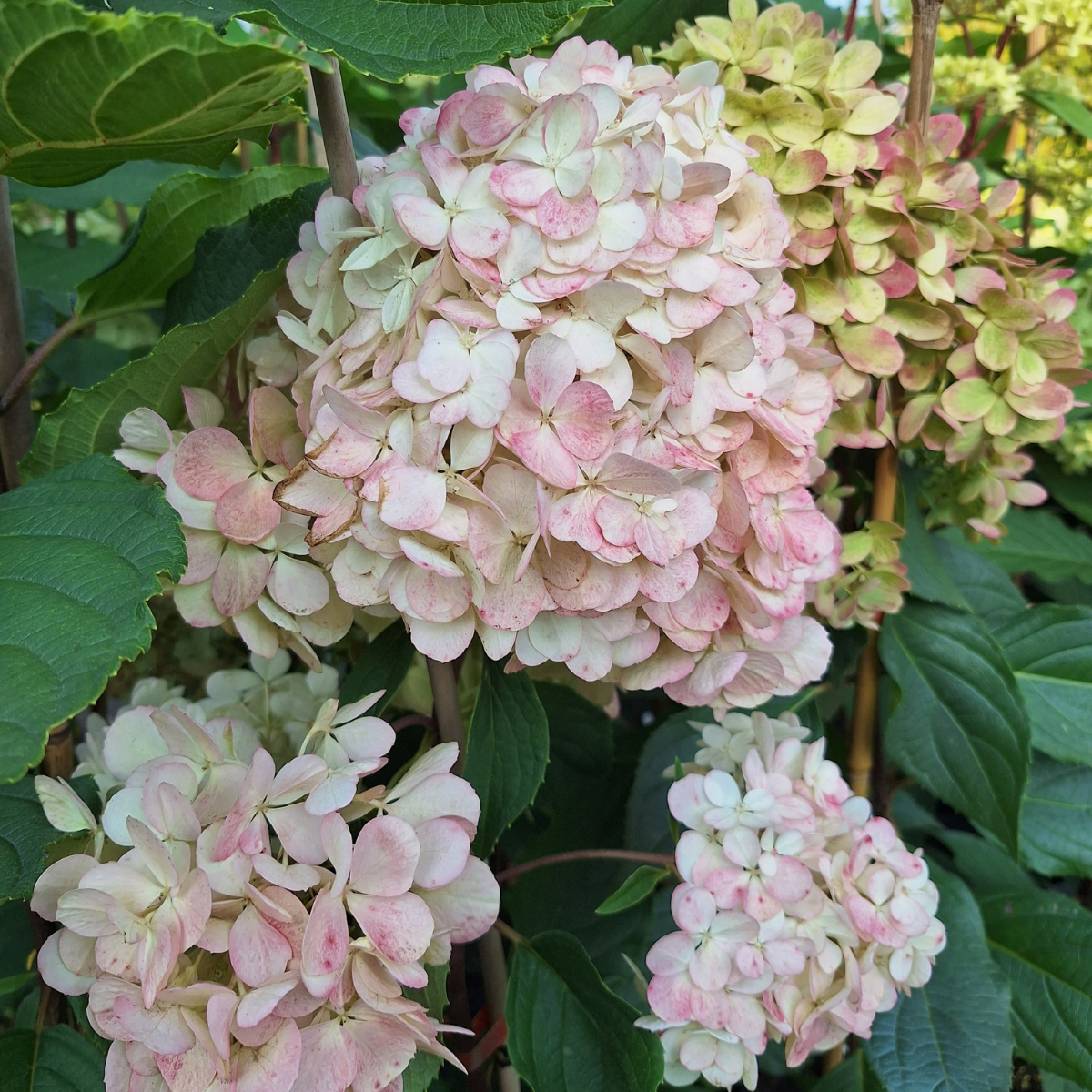 Hortenzija šluotelinė (Hydrangea Paniculata) „Living Sugar Rush“