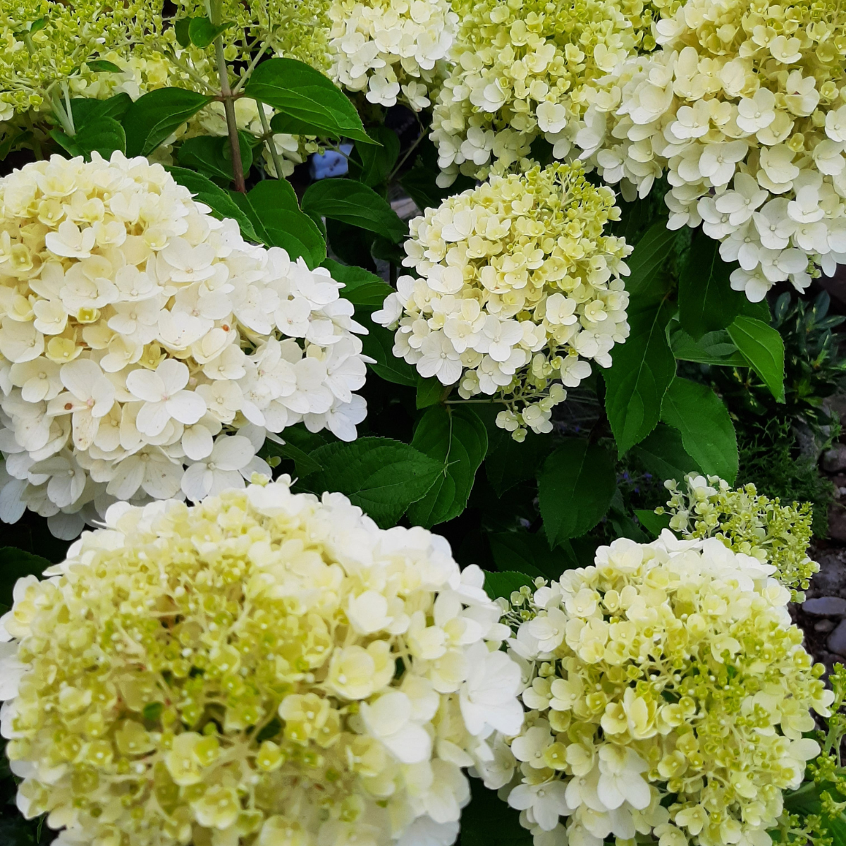 Hortenzija šluotelinė (Hydrangea Paniculata) „Living Summer Snow“ - Image 2