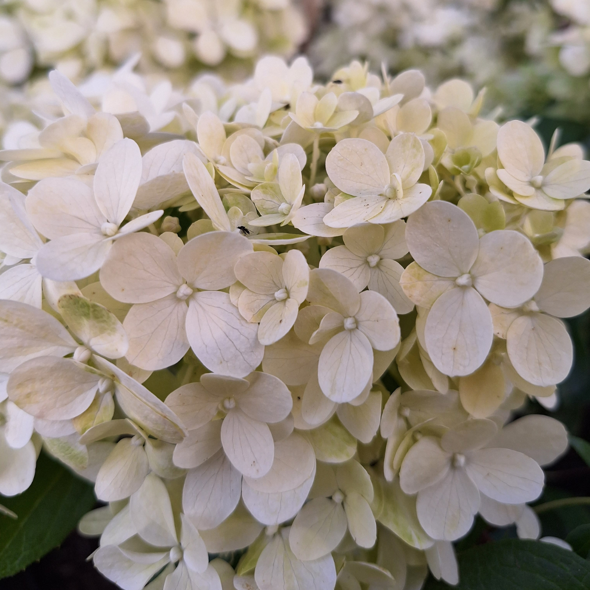 Hortenzija šluotelinė (Hydrangea Paniculata) „Magical Matterhorn“ - Image 2