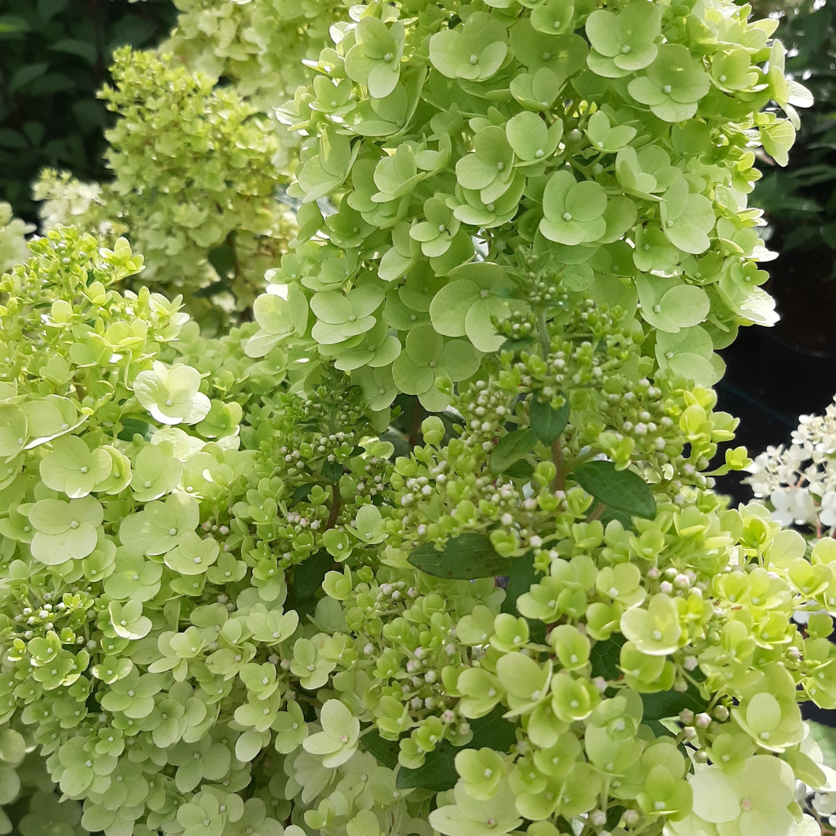 Hortenzija šluotelinė (Hydrangea Paniculata) „Magical Moonlight“