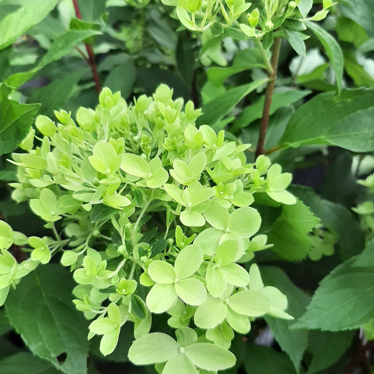 Hortenzija šluotelinė (Hydrangea Paniculata) „Mojito“ - Image 2