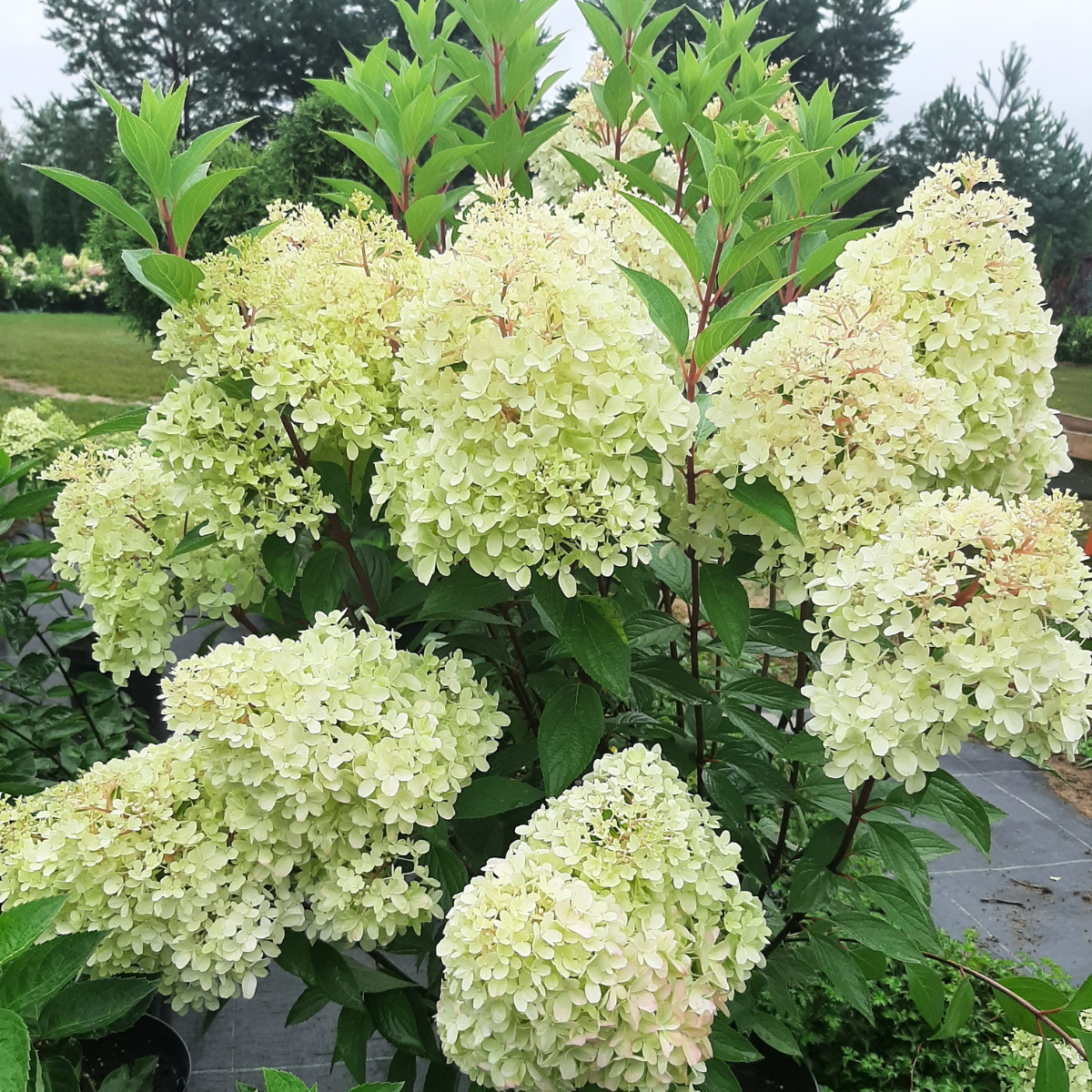 Hortenzija šluotelinė (Hydrangea Paniculata) „Petite Flori“ - Image 2