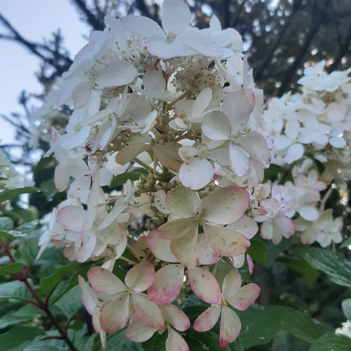 Hortenzija šluotelinė (Hydrangea Paniculata) „Petite Star“ - Image 4