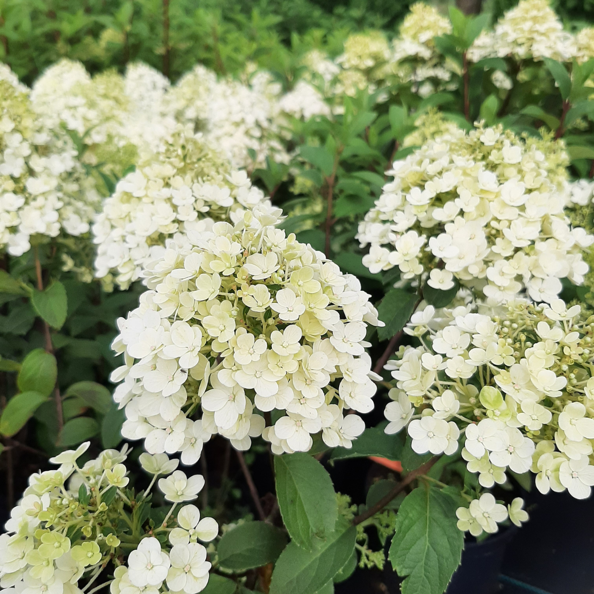 Hortenzija šluotelinė (Hydrangea Paniculata) „Bobo“