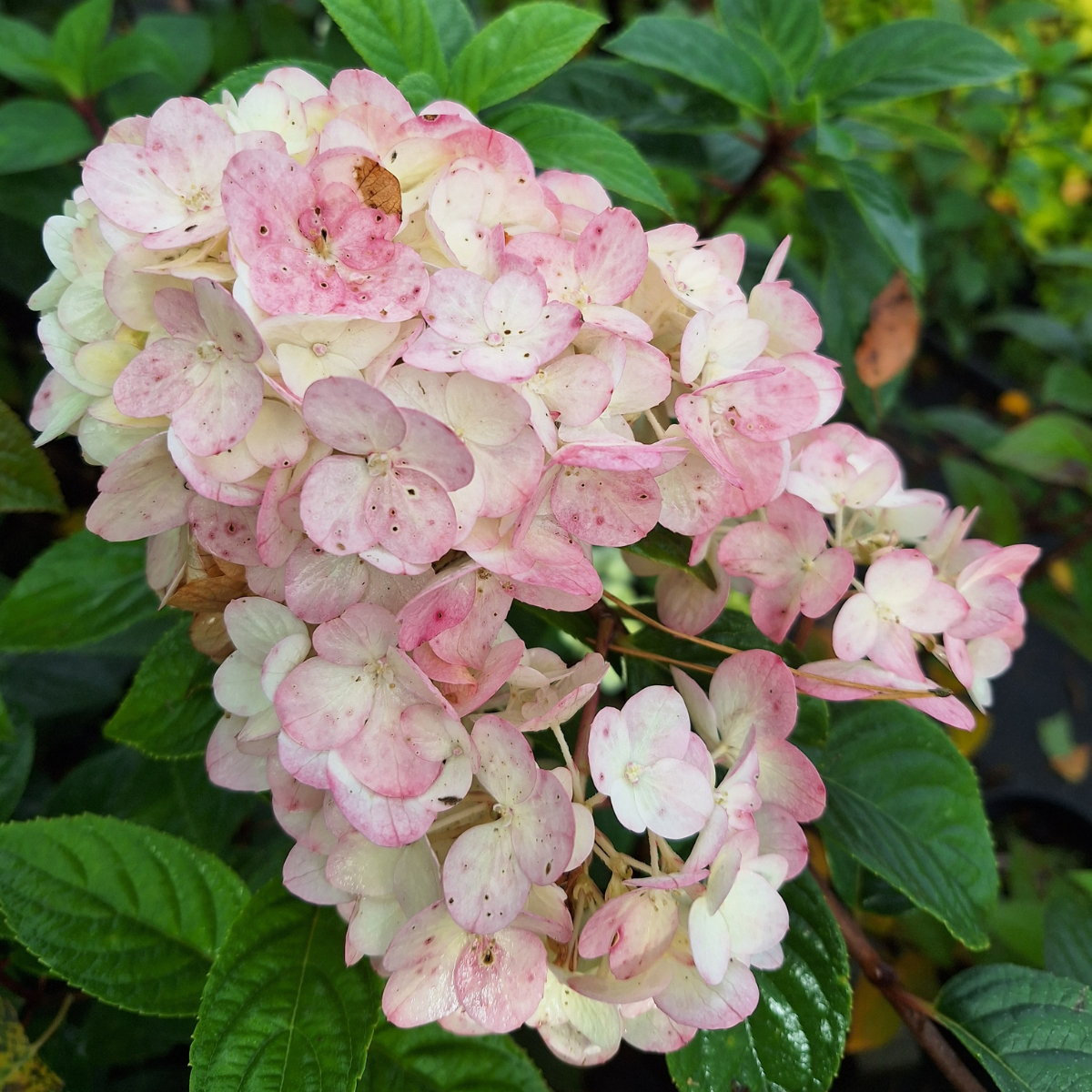 Hortenzija šluotelinė (Hydrangea Paniculata) „Sundae Fraise“ - Image 5